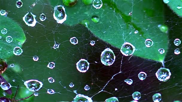Kilka kropel wody w pajęczej sieci — Wideo stockowe