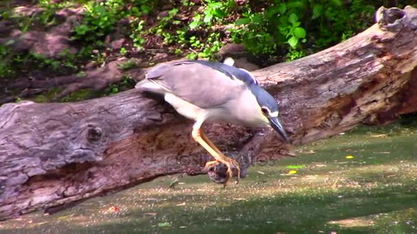 A black capped heron fishing — Stock Video