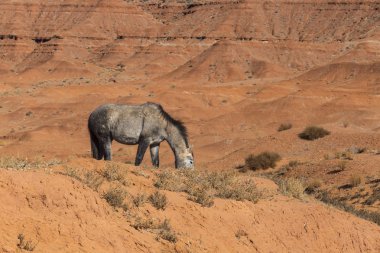 Arizona, ABD 'deki Monument Valley Ulusal Parkı