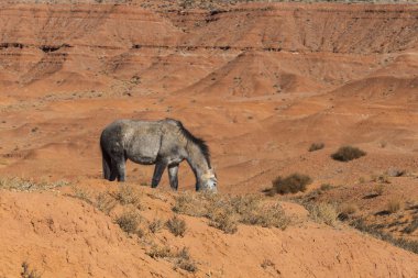 Arizona, ABD 'deki Monument Valley Ulusal Parkı