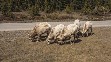Vahşi dağ keçileri besleme