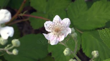 Yeşil bir ayar karşı renkli çiçekler