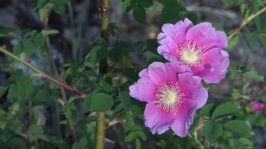 Yeşil bir ayar karşı renkli çiçekler