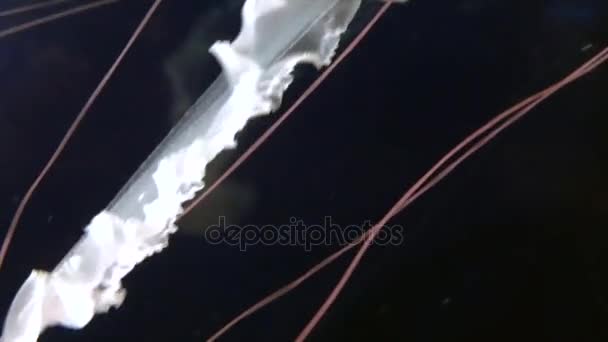 Плавающая медуза в воде — стоковое видео