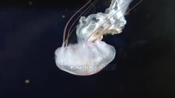 Floating jelly fish in water — Stock Video