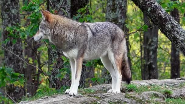 Un coyote solitario en el bosque — Vídeos de Stock