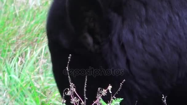 Un gran oso negro en un valle — Vídeo de stock