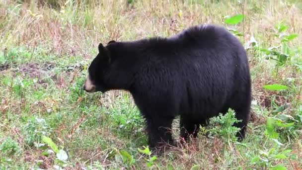 Um grande urso negro num vale — Vídeo de Stock