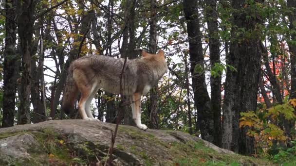 Osamělý kojot v lese — Stock video