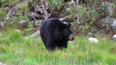 Bir vadide büyük bir siyah ayı