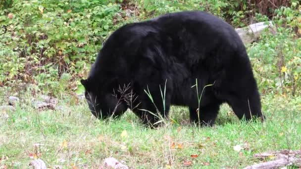 Большой чёрный медведь в долине — стоковое видео