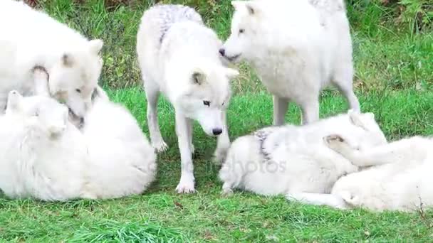 Una manada de lobos árticos en juego — Vídeo de stock