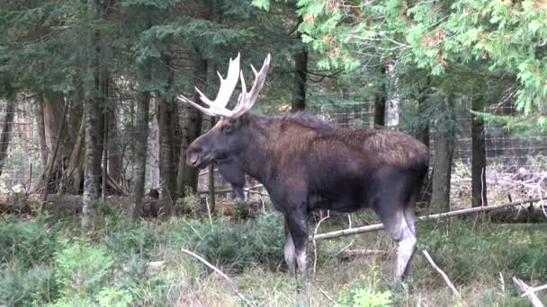 Мужчина, бык-лось в лесу — стоковое видео