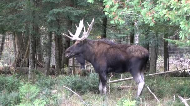 A male, bull moose in the woods — Stock Video