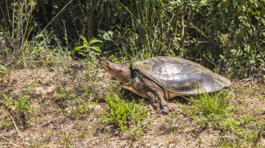 Bir kaplumbağa karada