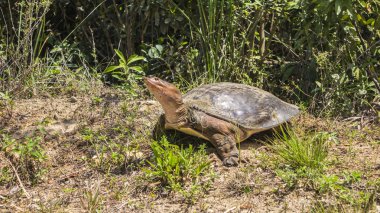 Bir kaplumbağa karada