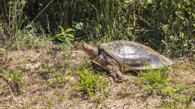 Bir kaplumbağa karada