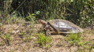Bir kaplumbağa karada