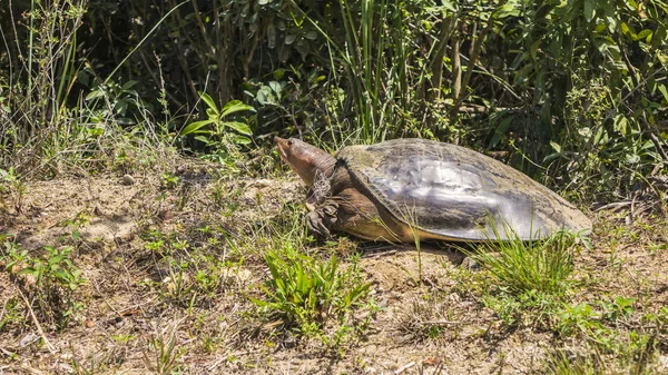 A turtle on land