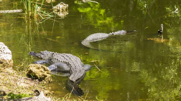Μια Aligator Στο Νερό — Φωτογραφία Αρχείου