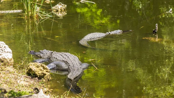 Aligator Água — Fotografia de Stock