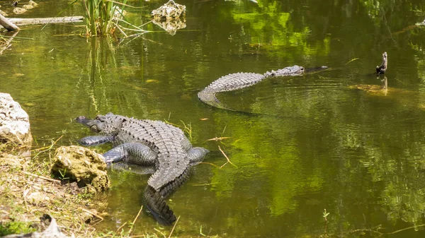 Aligator Dans Eau — Photo