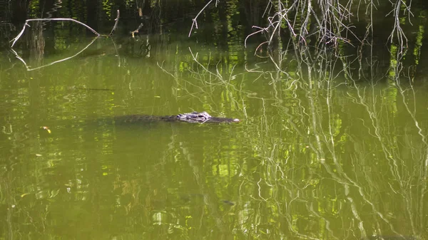 Egy Vízben Aligator — Stock Fotó