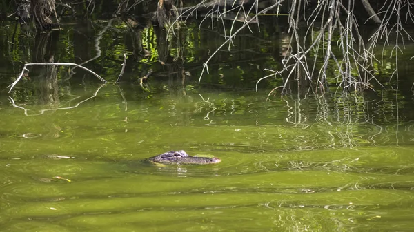 Aligator Wodzie — Zdjęcie stockowe