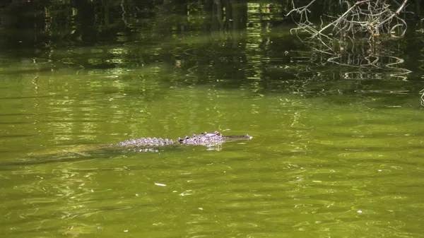 Een Aligator Water — Stockfoto