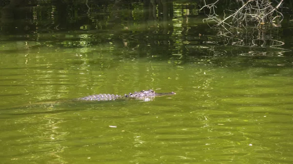 Μια Aligator Στο Νερό — Φωτογραφία Αρχείου