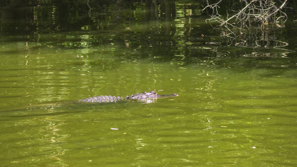 An aligator in water