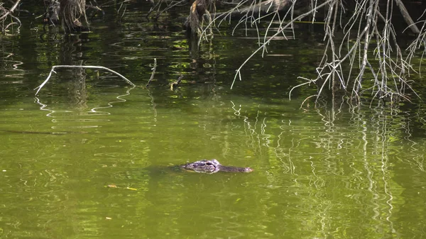 Aligator Água — Fotografia de Stock