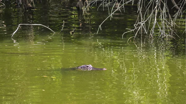 Aligator Água — Fotografia de Stock