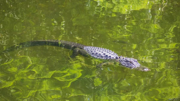 Een Aligator Water — Stockfoto
