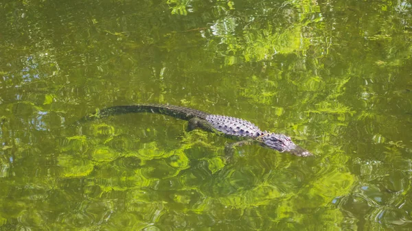 Aligator Wodzie — Zdjęcie stockowe