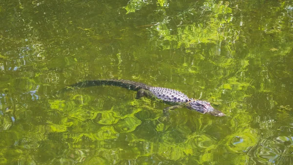 Egy Vízben Aligator — Stock Fotó