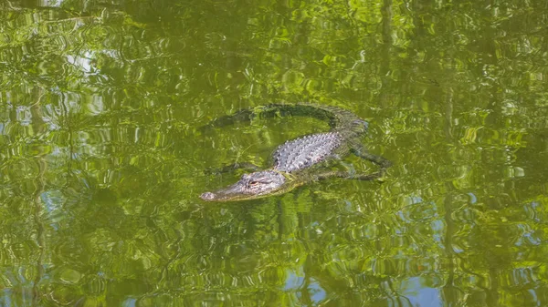 Egy Vízben Aligator — Stock Fotó