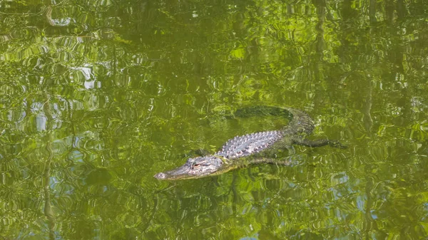 Ein Aligator Wasser — Stockfoto