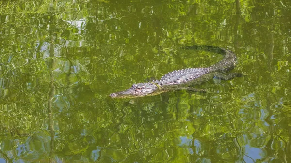 Egy Vízben Aligator — Stock Fotó