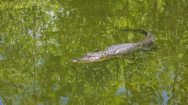 Aligator Água — Fotografia de Stock