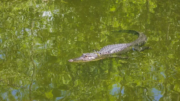 Μια Aligator Στο Νερό — Φωτογραφία Αρχείου