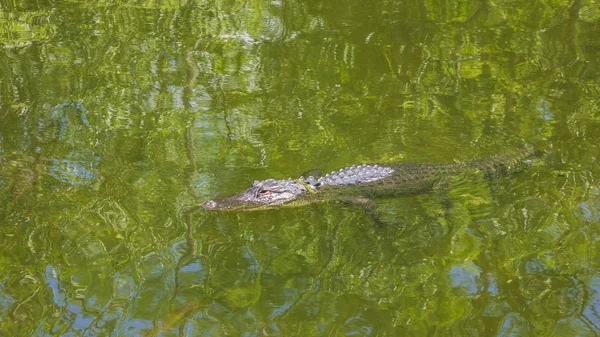Egy Vízben Aligator — Stock Fotó