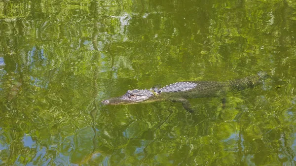 Aligator Dans Eau — Photo
