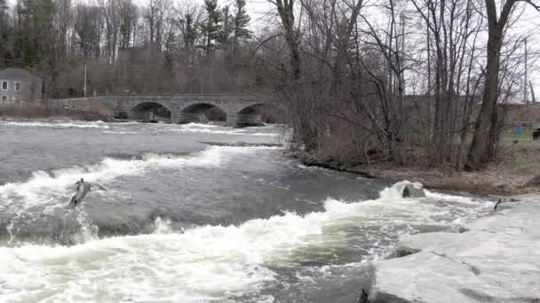 Водоспади Похмурий День — стокове відео