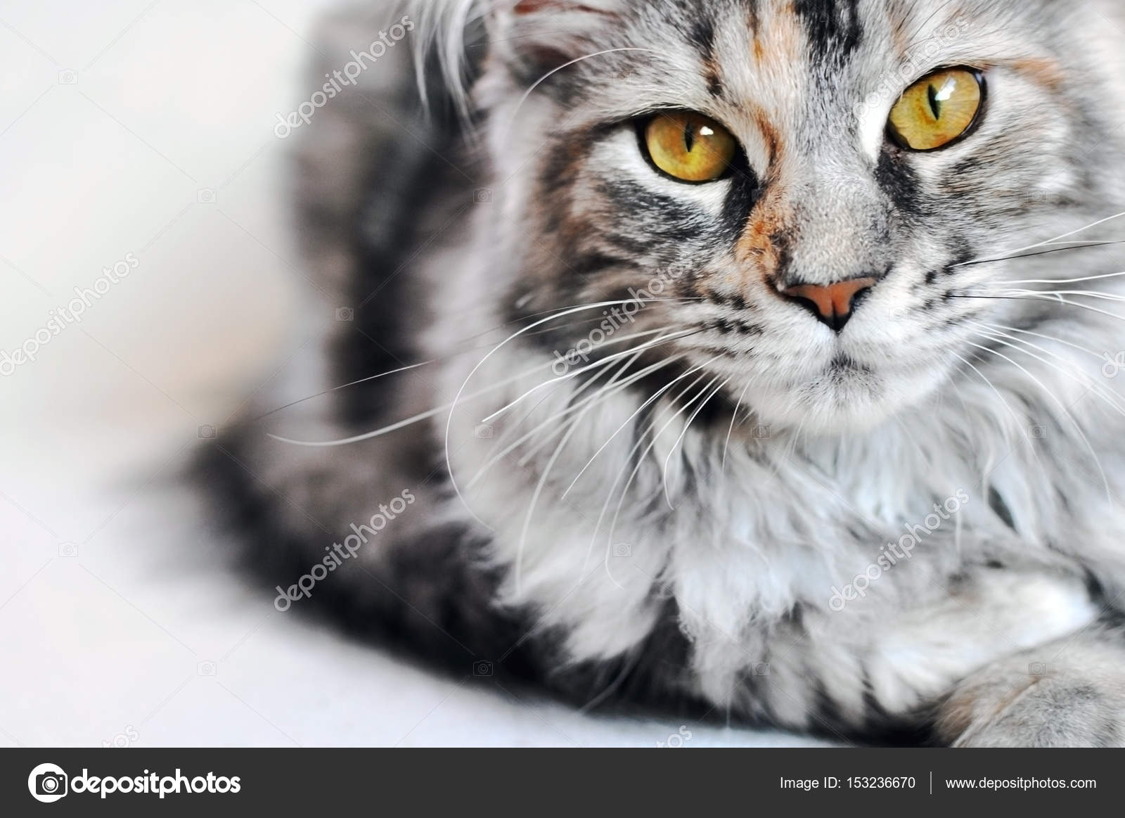 Beautiful silver tabby Maine Coon kitten girl with large golden eyes isolated on white. Stock