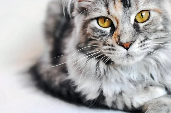 Vackra silver tabby Maine Coon kattunge flicka med stora gyllene ögon isolerad på vit. — Stockfoto