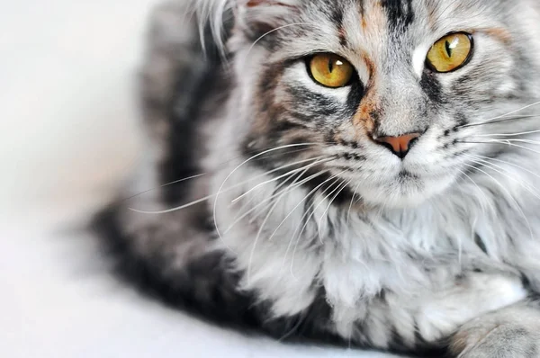 Bela prata tabby Maine Coon gatinha com grandes olhos dourados isolados no branco . Fotos De Bancos De Imagens Sem Royalties