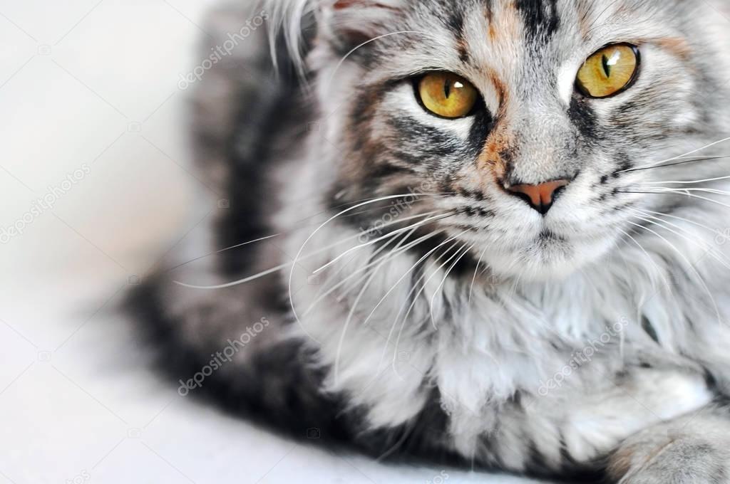 Beautiful silver tabby Maine Coon kitten girl with large golden eyes isolated on white. 