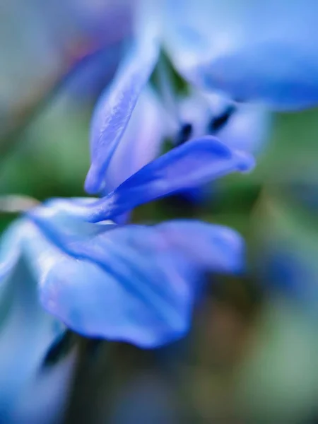 Unscharfer Blumenhintergrund Fokus Effekt Für Stilisiertes Aquarell Bild — Stockfoto
