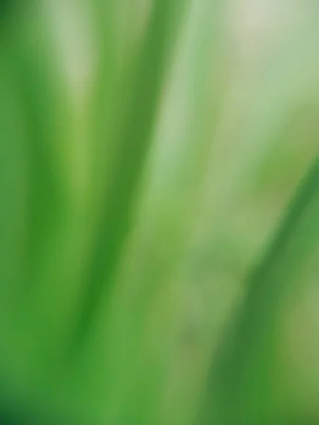 Bulanık çiçek arkaplanı - biçimlendirilmiş suluboya resim için odak efekti